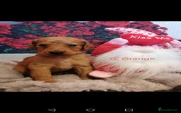 Mixed Breed dogs for sale: Stunning multigenerational golden Irish doodles  - Image 19