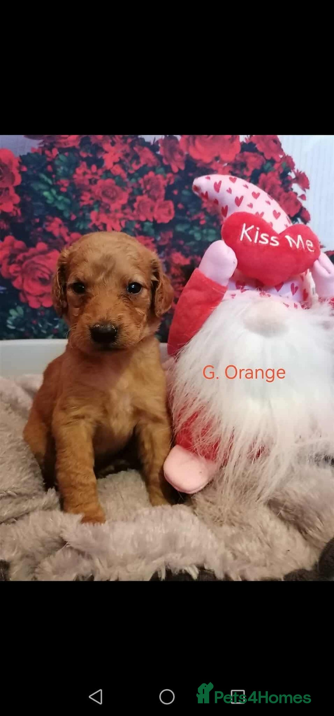 Mixed Breed dogs for sale: Stunning multigenerational golden Irish doodles  - Image 19