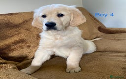 Golden Retriever dogs for sale: KC Registered Golden Retriver Puppies - Image 16
