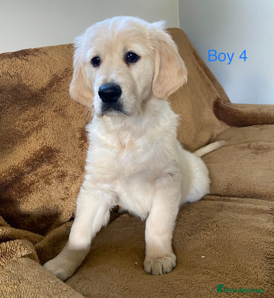 Golden Retriever dogs for sale: KC Registered Golden Retriver Puppies - Image 16