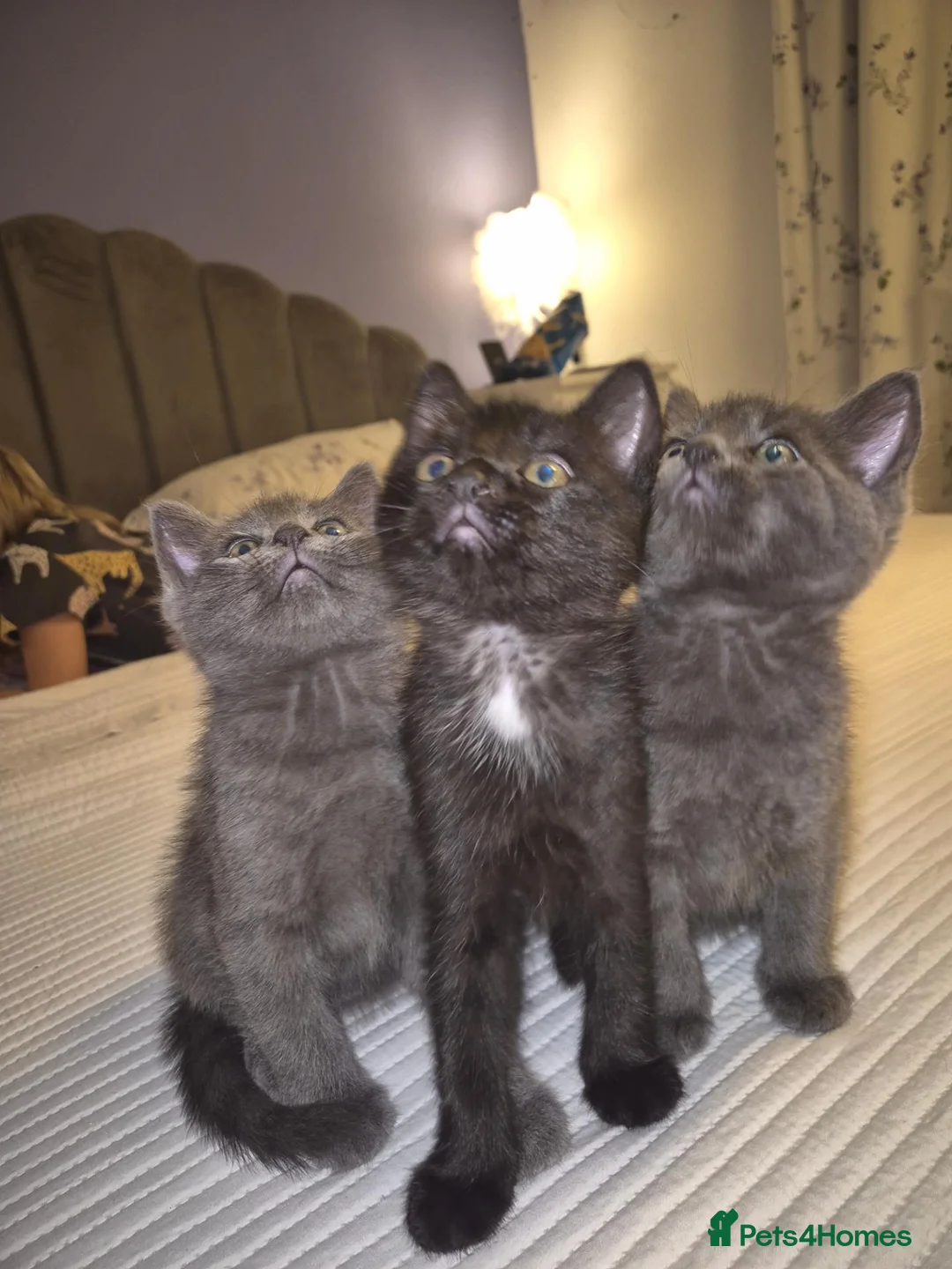 Mixed Breed cats for sale: 4 male kittens READY NOW - Advert 2