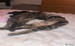 Mixed Breed cats for sale: 2 beautiful boys - Advert 4