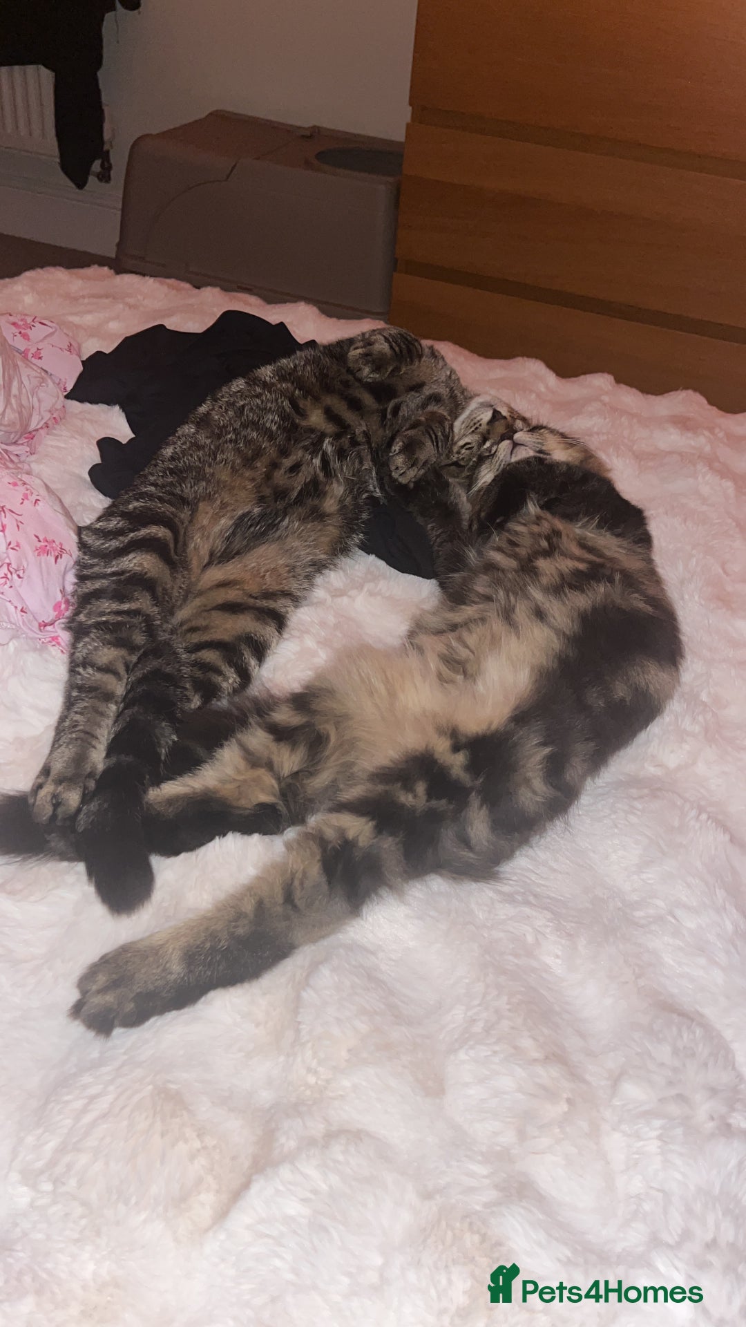 Mixed Breed cats for sale: 2 beautiful boys - Advert 4