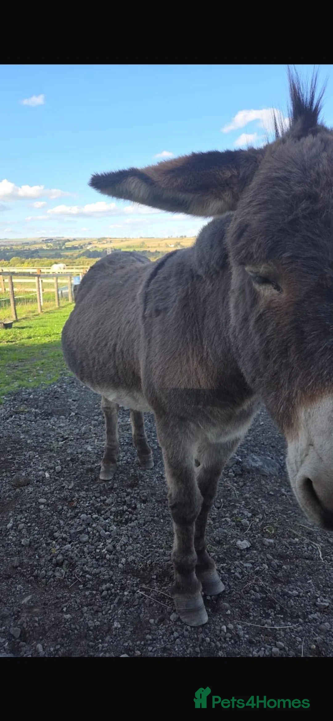 Donkey livestock for sale: Gorgeous Jenny donkey in foal - Advert 2