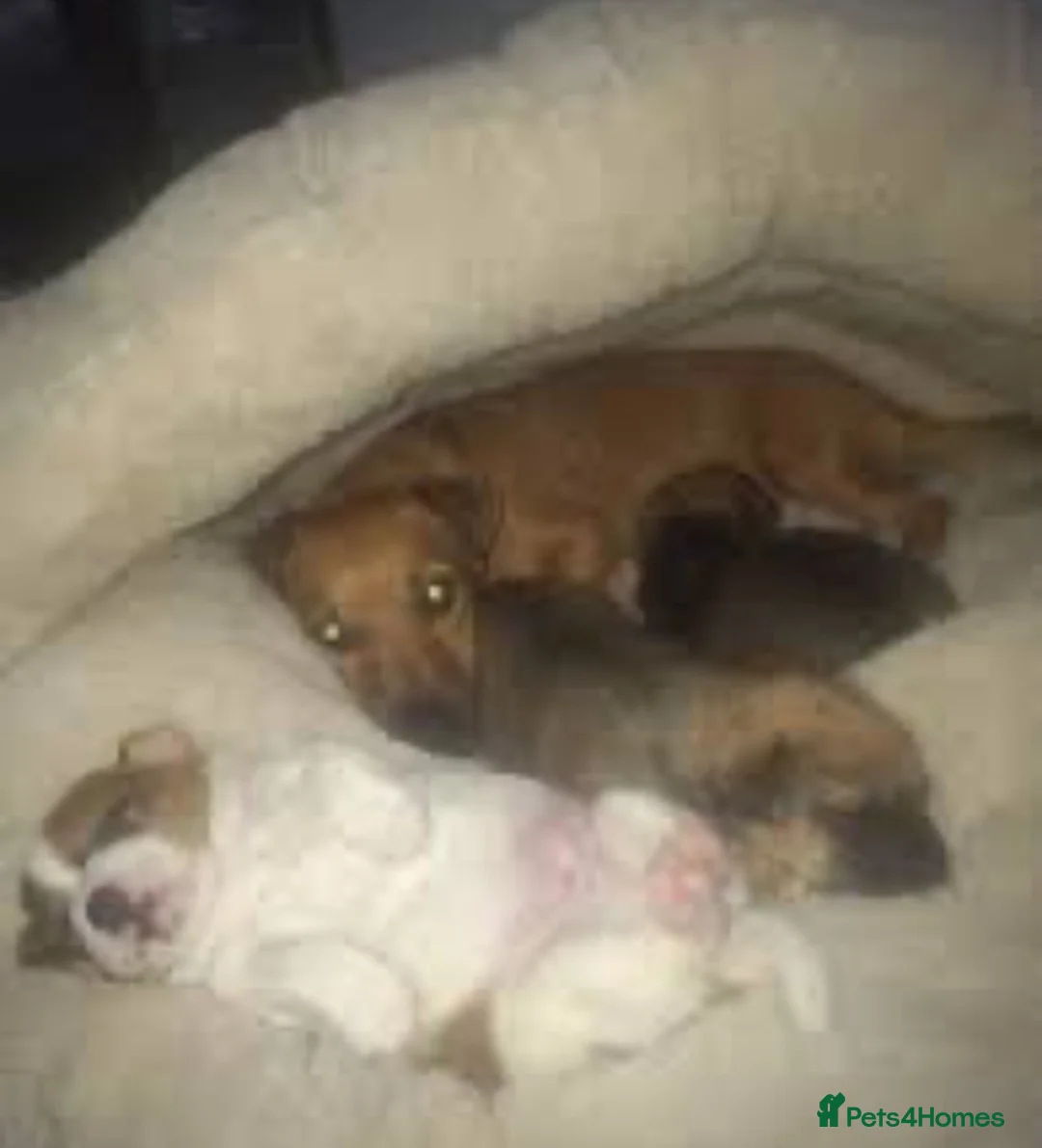 Mixed Breed dogs for sale: Jacky/Lakeland terrier  in Kilmarnock - Advert 2