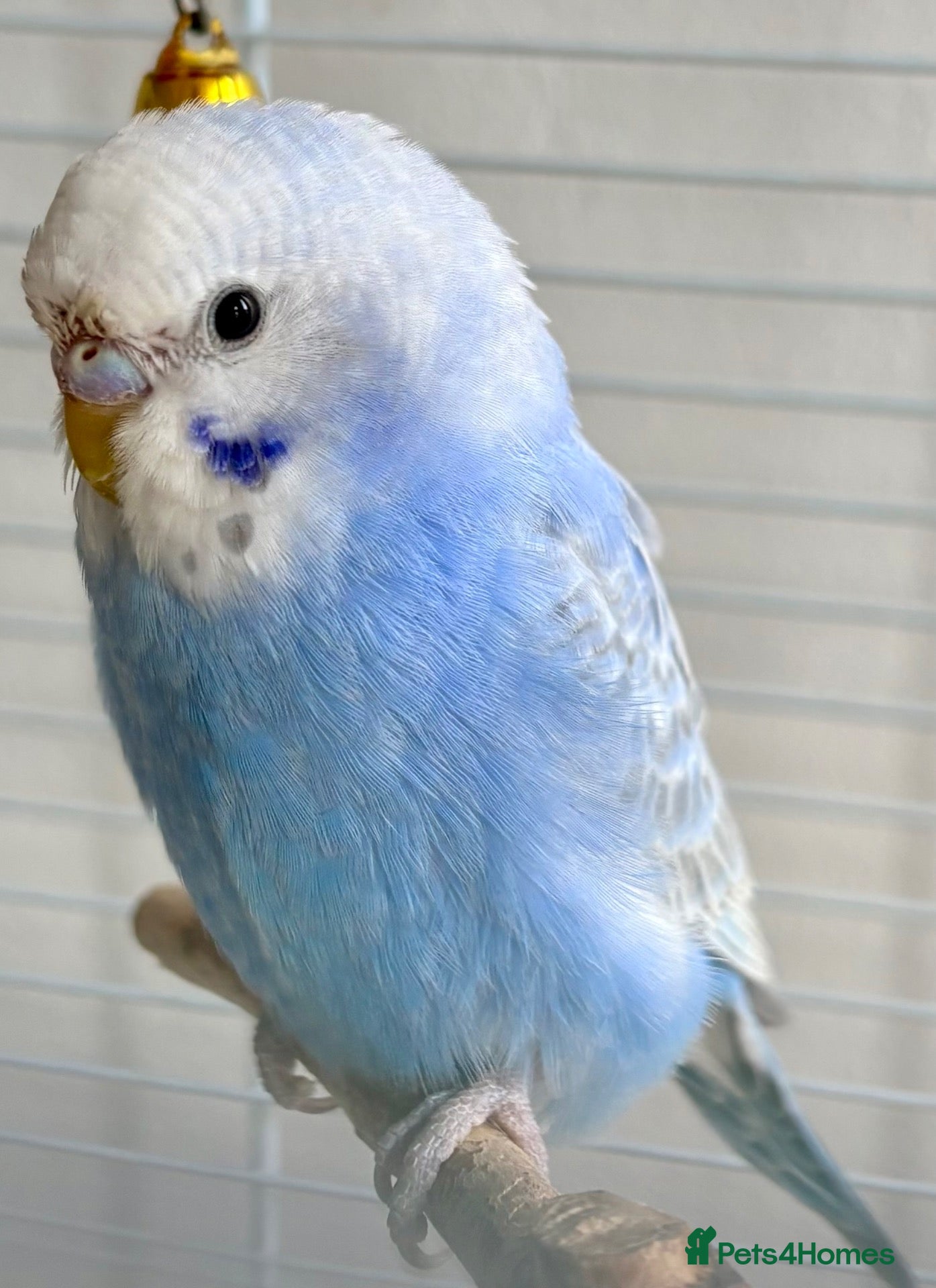 Budgerigars birds Beautiful baby budgie - Advert 17