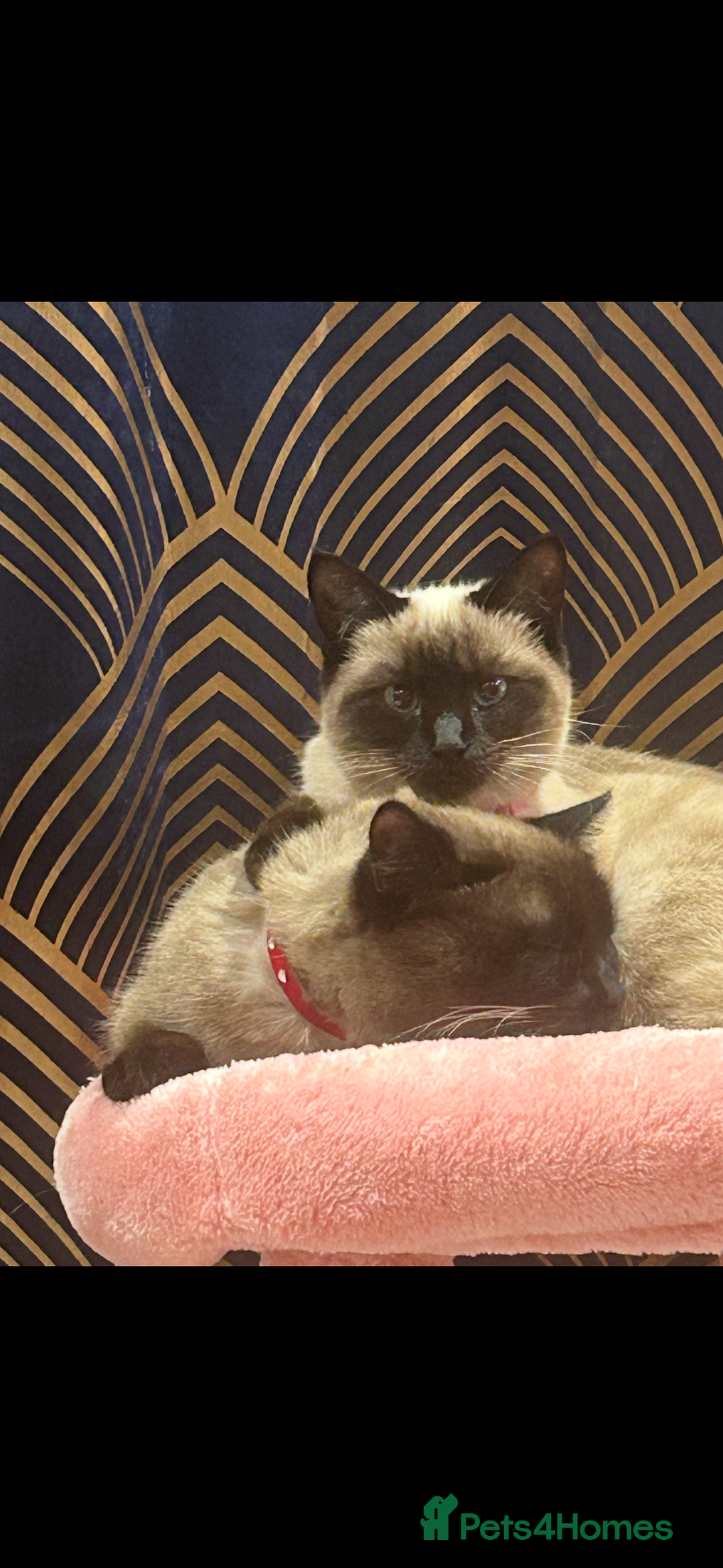 Ragdoll cats for sale: 4 beautiful pure ragdoll kittens  - Image 19