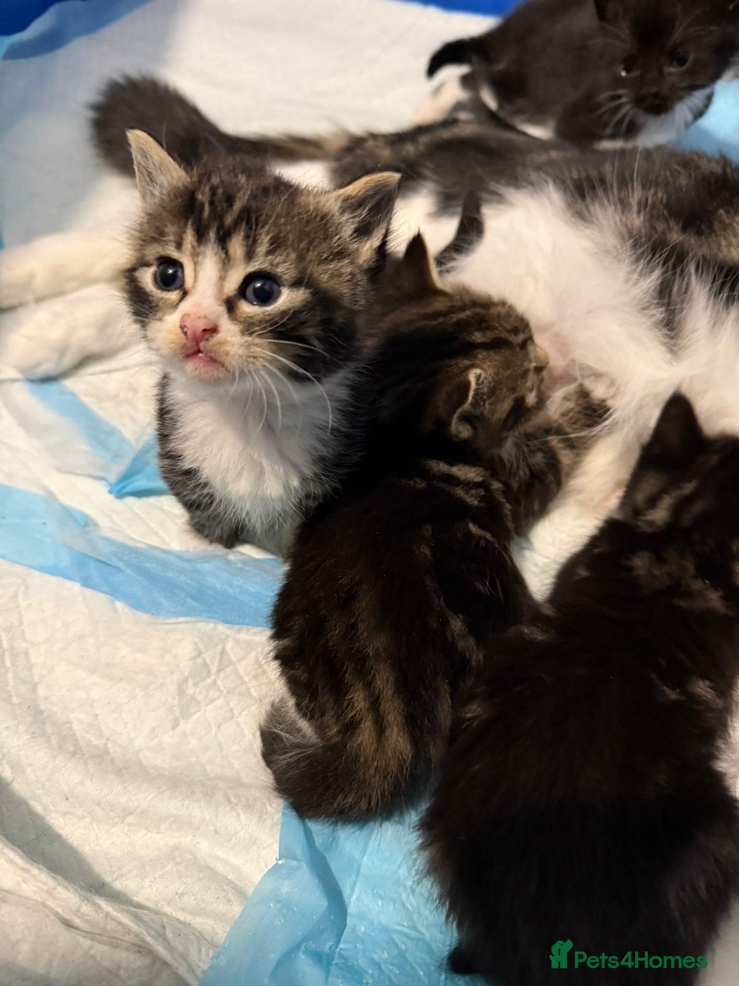 Mixed Breed cats for sale: Male and Female Kittens - Advert 5