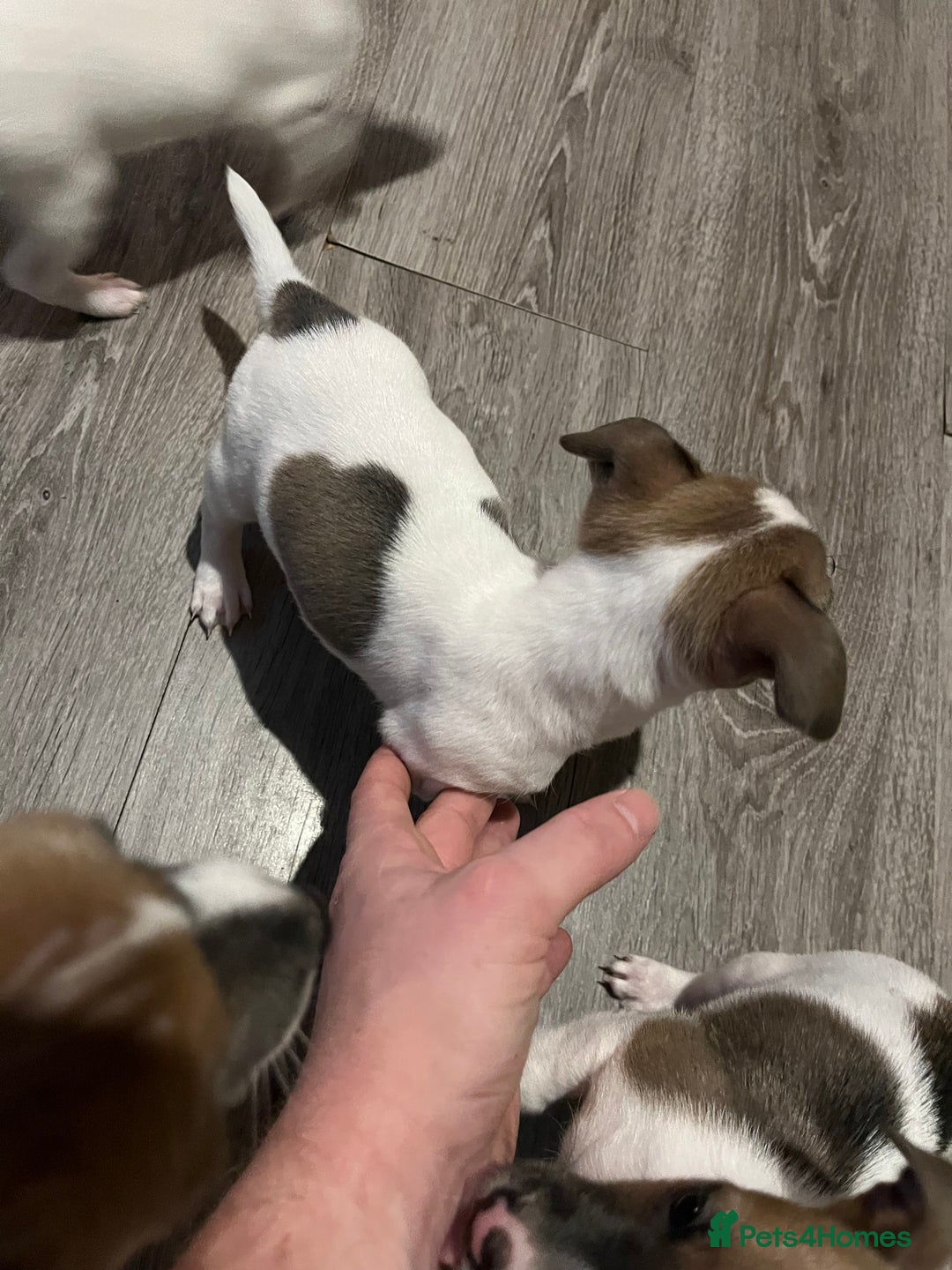 Jack Russell dogs for sale: 4 left!!! Blue/red tri JR puppies  - Advert 35