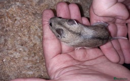 Hamster rodents for sale: Baby Chinese hamsters ready now  - Image 8