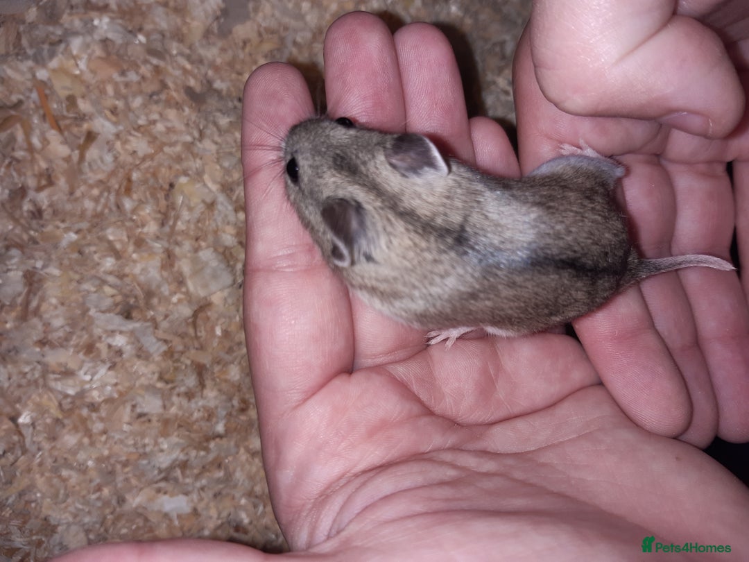 Hamster rodents for sale: Baby Chinese hamsters ready now  - Image 8