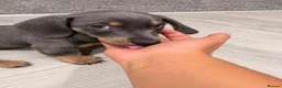 Dachshund dogs for sale: Gorgeous minature daschund puppy blue  - Advert 2