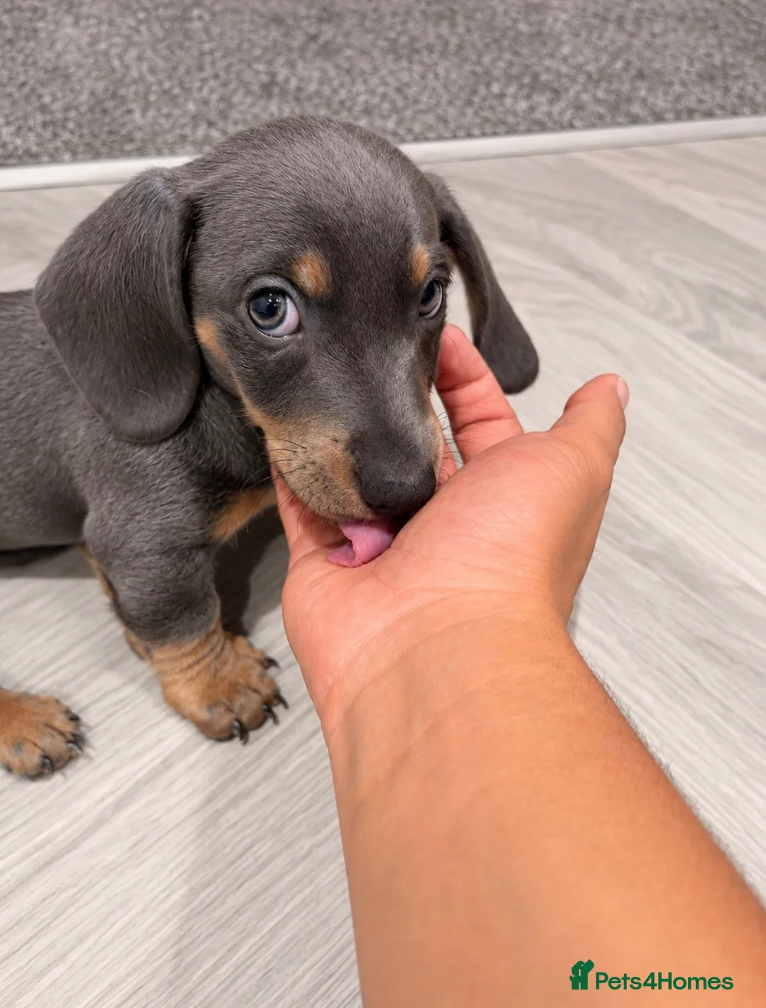 Dachshund dogs for sale: Gorgeous minature daschund puppy blue  - Advert 2
