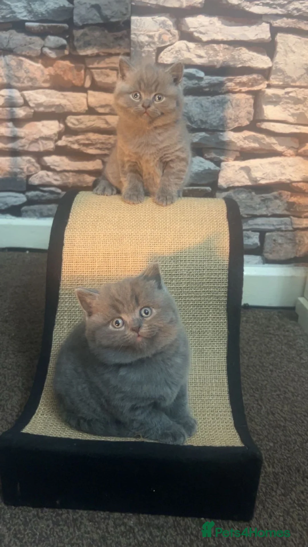British Shorthair cats for sale: British Shorthair Kittens in Smethwick - Advert 4