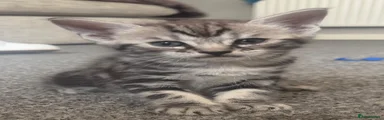 Maine Coon 4