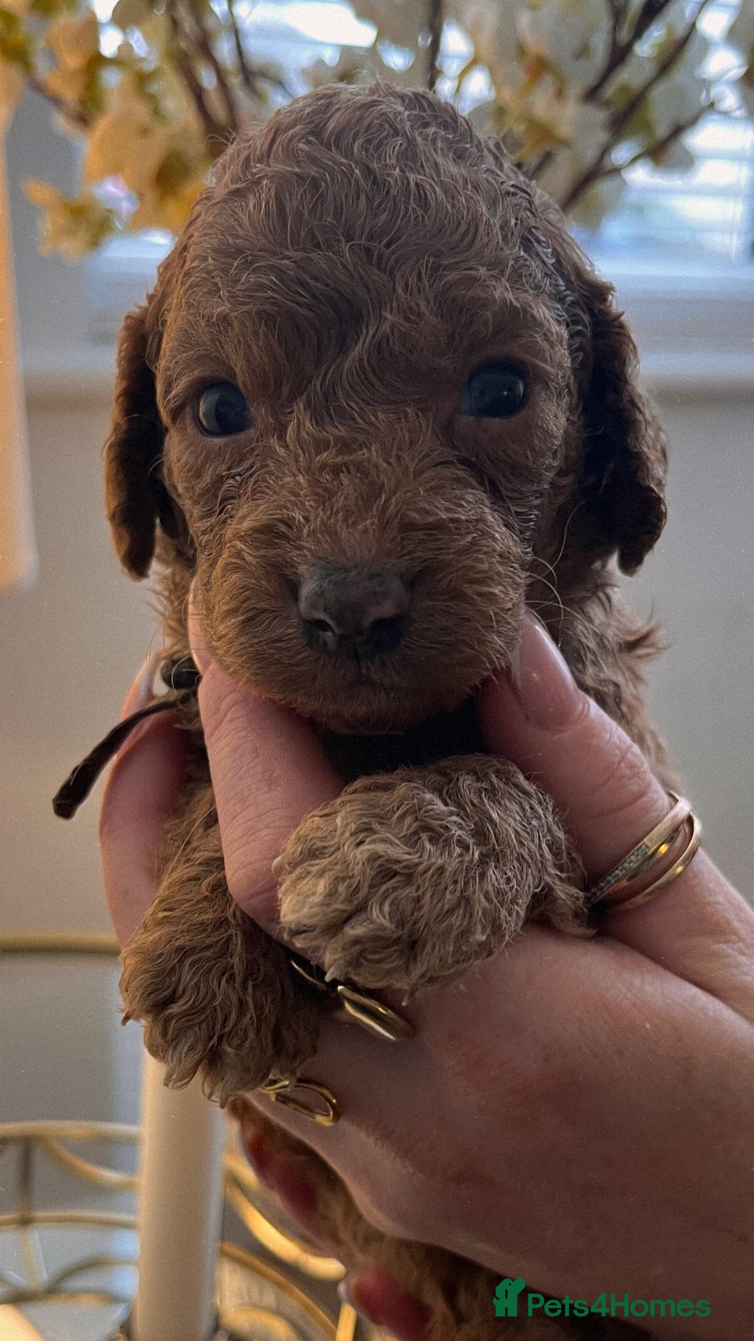 Cockapoo dogs for sale: Cockapoo puppies  - Advert 7