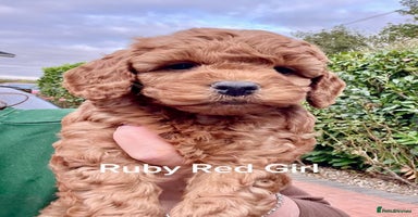 Cockapoo dogs - Advert 11