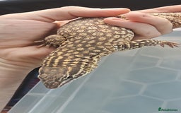 Monitor reptiles for sale: Beautiful young Monitor Lizard - Image 5