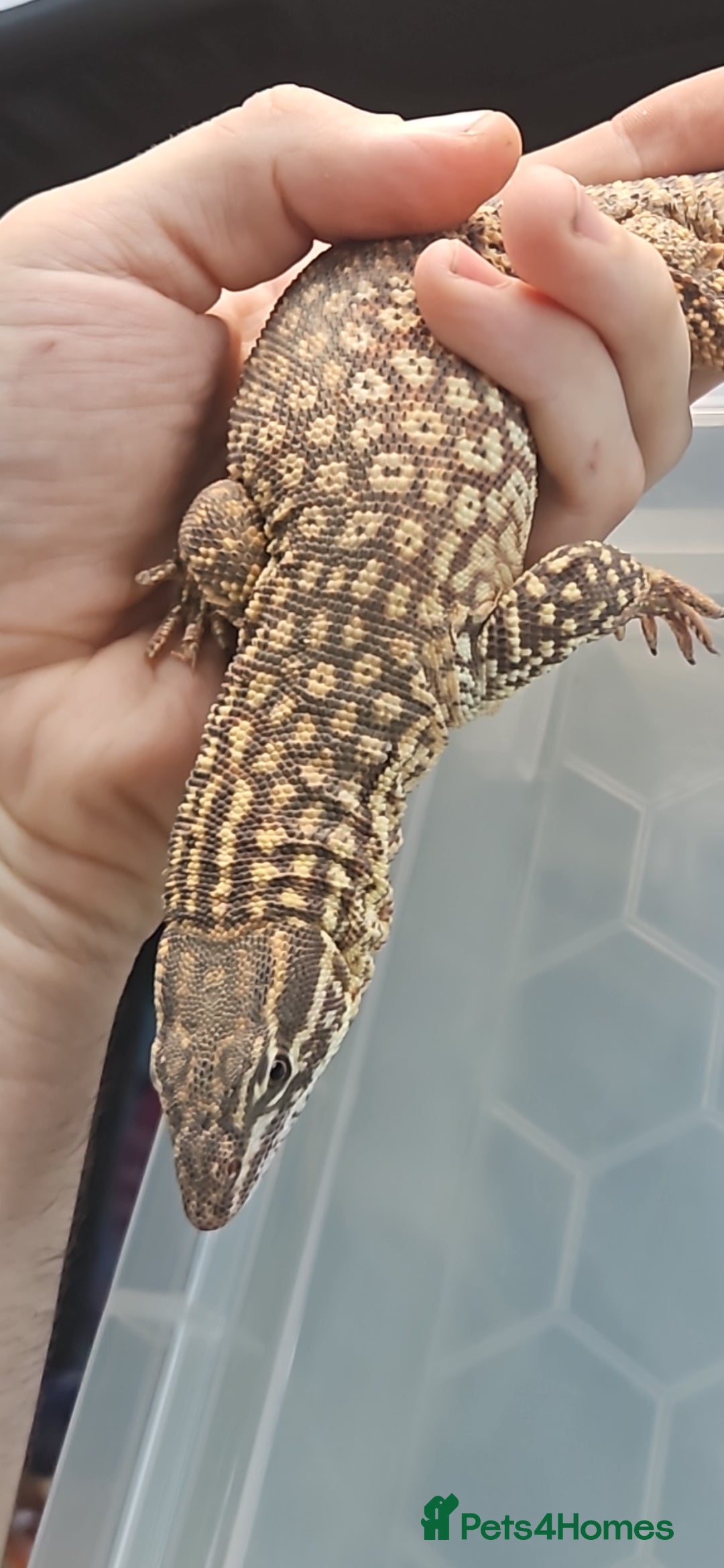 Monitor reptiles for sale: Beautiful young Monitor Lizard - Image 5