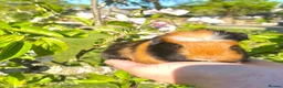 Guinea Pig rodents for sale: Guinea Pig Looking for their forever homes  - Advert 28