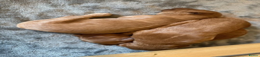 Labradoodle Puppy 6