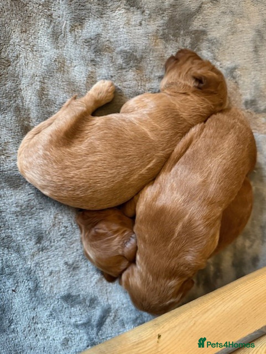 Labradoodle dogs for sale: Beautiful F1B Mini Labradoodles Hypoallergenic Red - Image 6