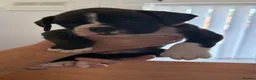 Boxer dogs for sale: 8 KC Registered boxer puppies for sale  - Advert 11