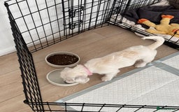 Cavachon dogs for sale: 3 Month Cavachon Girl - Image 2