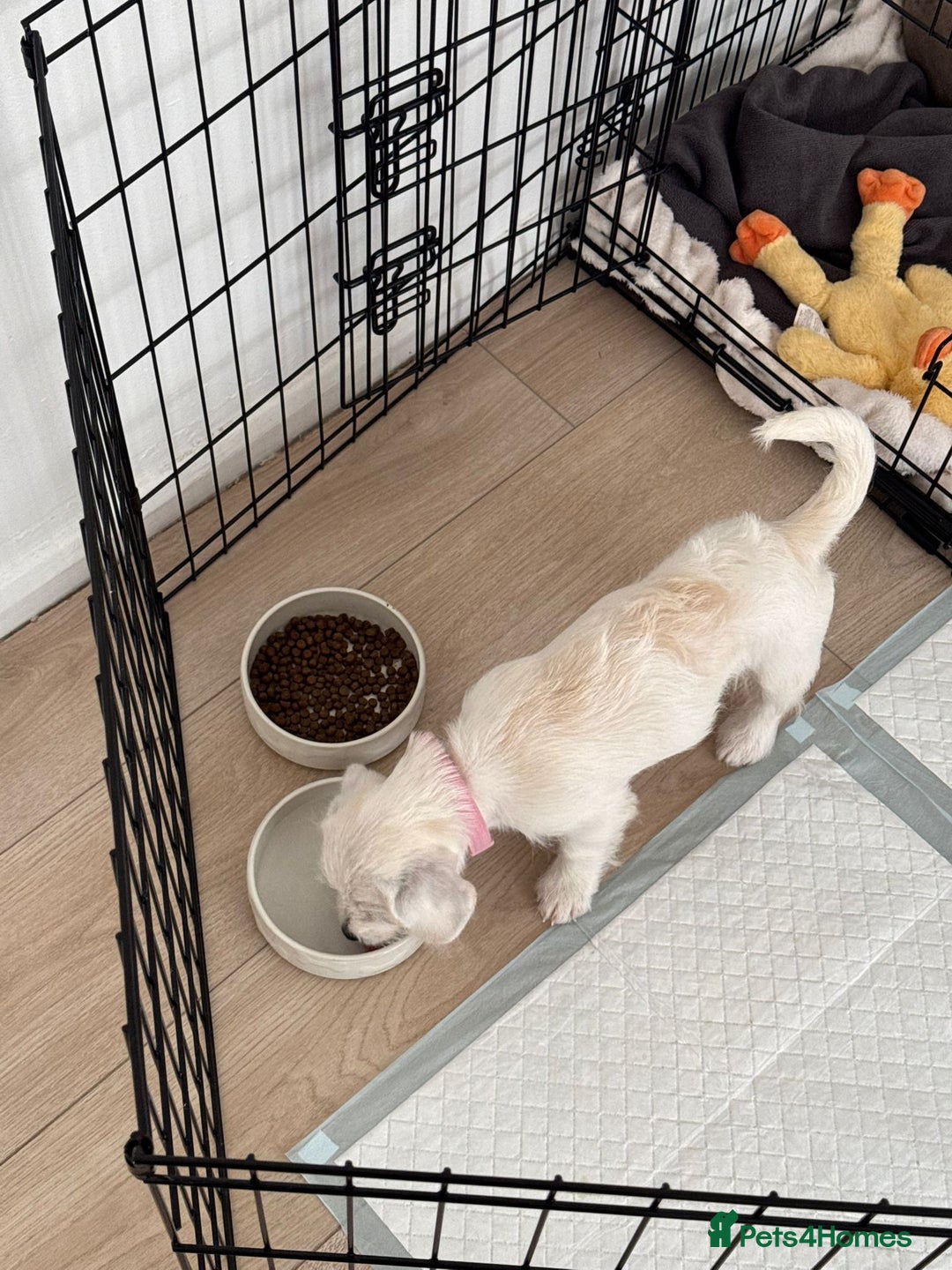 Cavachon dogs for sale: 3 Month Cavachon Girl - Image 2