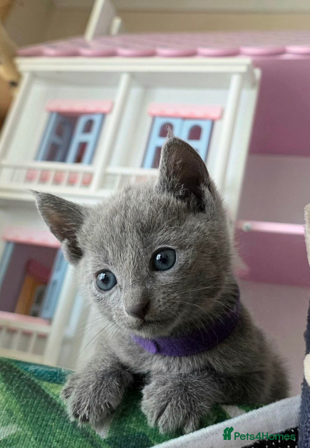 Russian Blue cats for sale: RB kittens Pedigree London  - Image 27