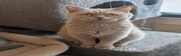 British Shorthair cats for sale: Lilac British shorthair female  - Advert 3
