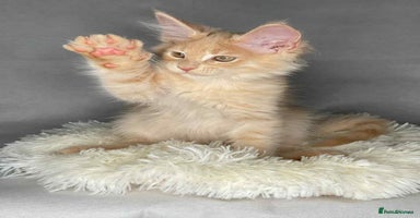 Maine Coon cats - Advert 5