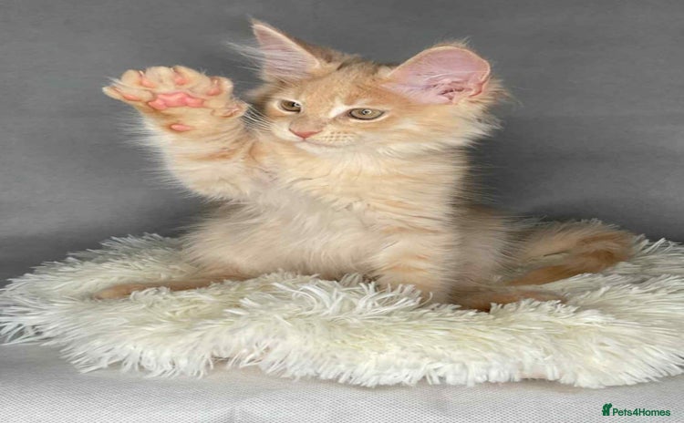 Maine Coon cats - Advert 2