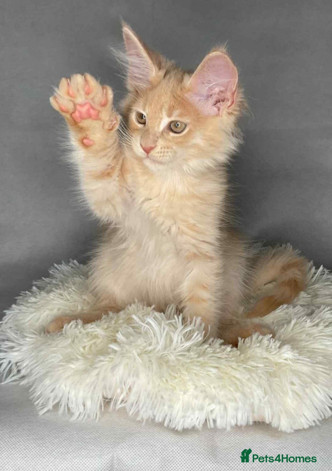 Maine Coon cats for sale: GCCF Black Smoke Maine Coon Kitten.  - Image 13