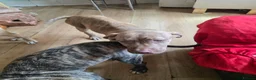 Presa Canario dogs for sale: Presa canario  - Advert 5