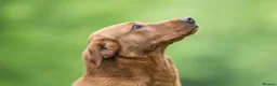 Labrador Retriever dogs for stud: FOX RED LABRADOR  AVAILABLE AT STUD in Newark - Advert 2