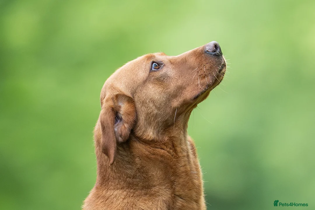 Labrador Retriever dogs for stud: FOX RED LABRADOR  AVAILABLE AT STUD in Newark - Advert 2