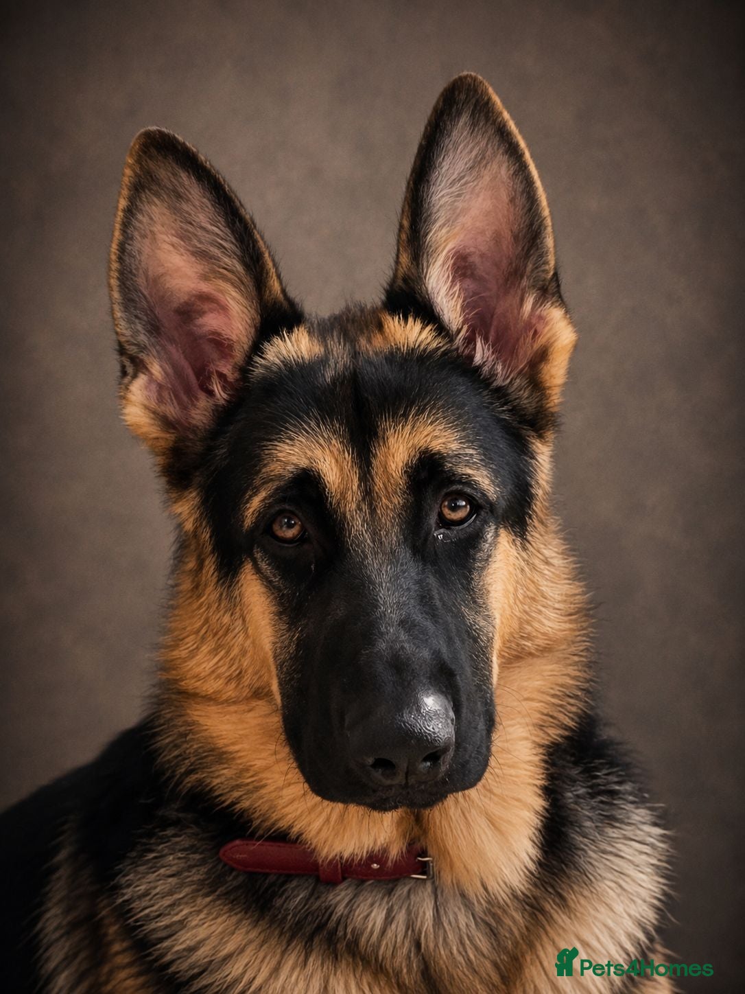 German Shepherd dogs Straight back B&T Stud - Advert 20