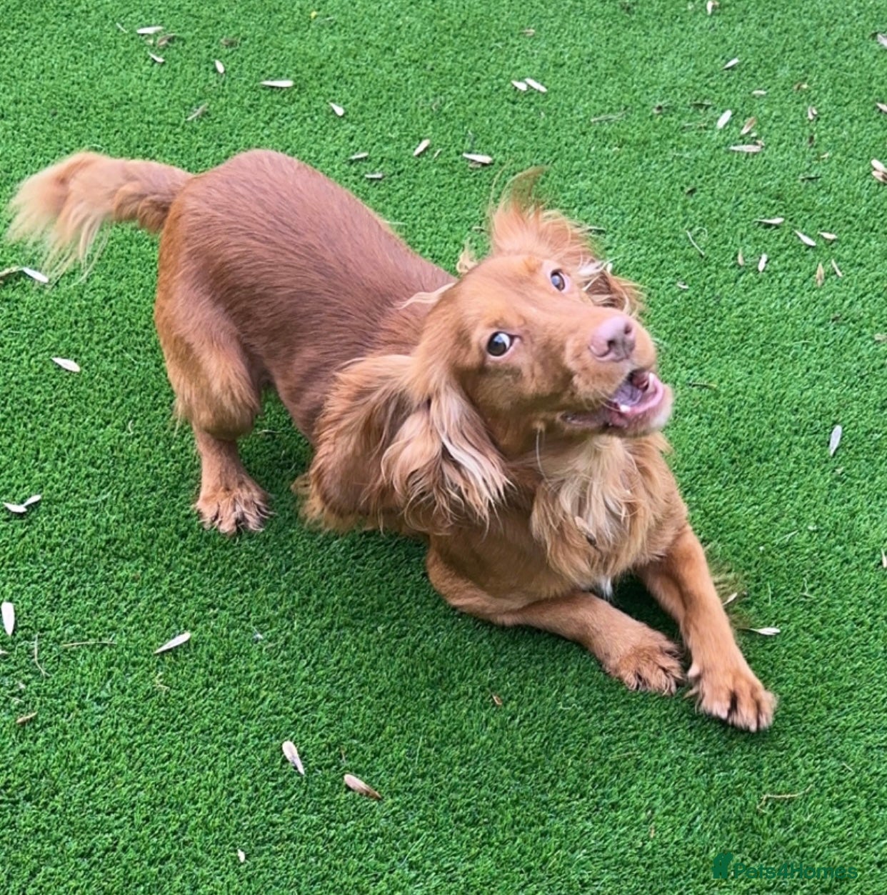 Cocker Spaniel dogs Fully Health Tested Red working cocker spaniel, in Larkhall - Advert 3
