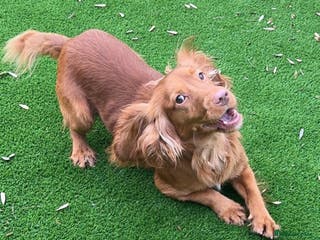 Cocker Spaniel dogs Fully Health Tested Red working cocker spaniel, in Larkhall - Advert 3
