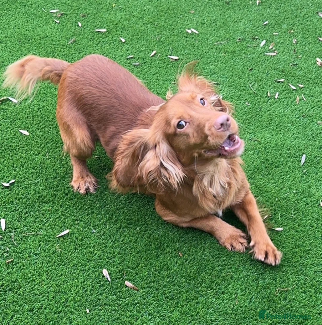 Cocker Spaniel dogs for stud: Fully Health Tested Red working cocker spaniel, in Larkhall - Advert 1