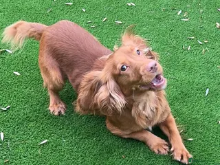 Cocker Spaniel dogs Fully Health Tested Red working cocker spaniel, in Larkhall - Advert 10