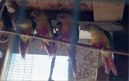 Conures birds for sale: Pineapple Conures Parent reared Dna'd  - Image 5