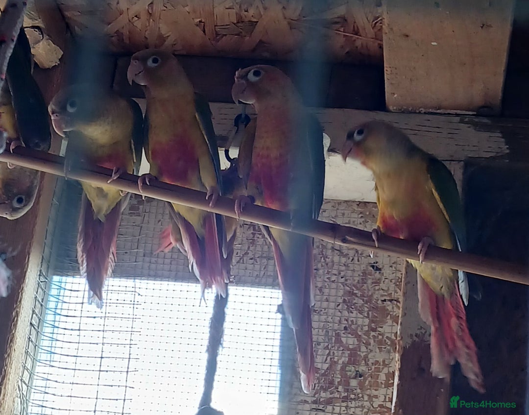 Conures birds for sale: Pineapple Conures Parent reared Dna'd  - Image 5