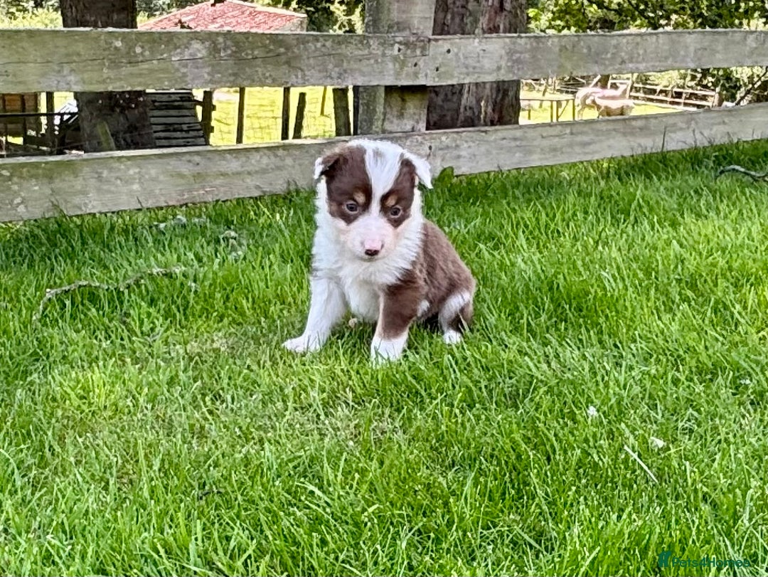 Border Collie dogs for sale: Beautiful Border Collie pups for sale  - Image 15