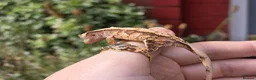Gecko reptiles for sale: Various crested geckos - Advert 14