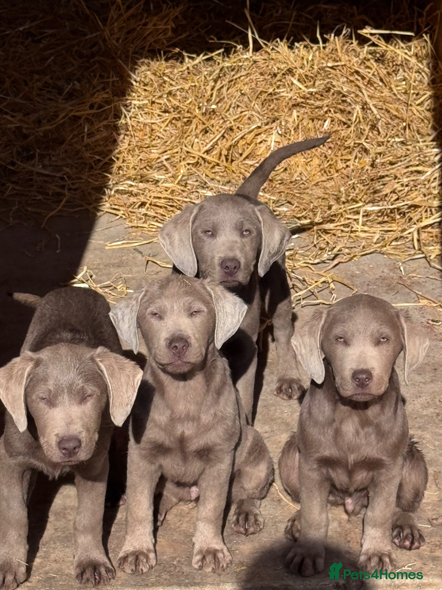 Labrador Retriever dogs Beautiful silver Labradors with piercing blue eyes - Advert 1