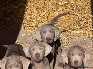 Labrador Retriever dogs Beautiful silver Labradors with piercing blue eyes - Advert 9