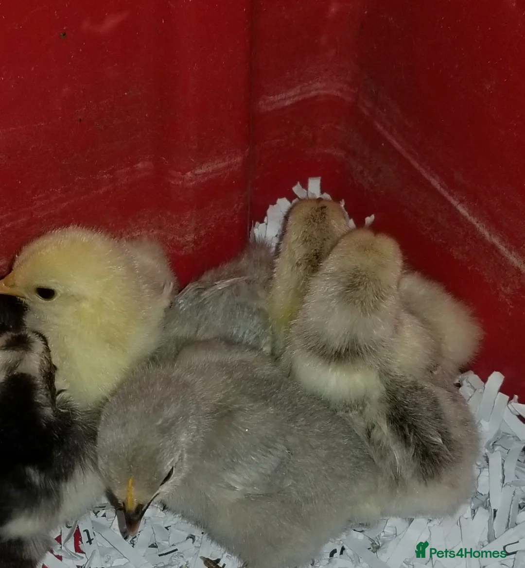 Chickens poultry for sale: Lavender pekin bantams - Advert 7