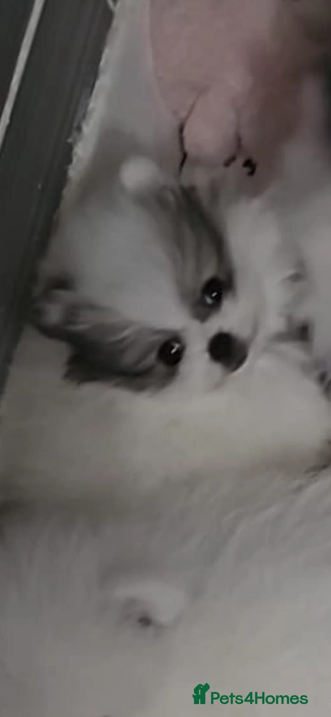 Pomeranian dogs for sale: Ready now stunning  pomeranians  - Advert 2